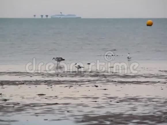 海道及低潮海鸥视频的预览图
