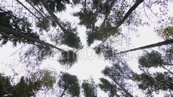 松树底景视频的预览图