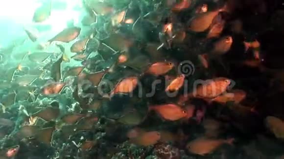 学校闪闪发亮的鱼洞游泳者佩姆弗里斯万尼科尔斯水下红海视频的预览图