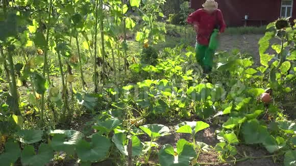 种植者牛仔在农场喷洒南瓜蔬菜特写镜头4K视频的预览图