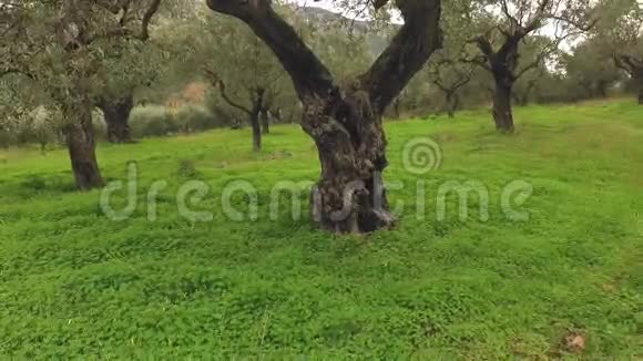 希腊花园里的木橄榄视频的预览图