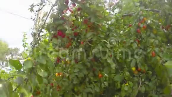 树上长满了成熟的果实视频的预览图