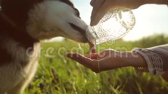 狗从主人手中喝水水倒在一条细流中注入掌心慢动作视频的预览图