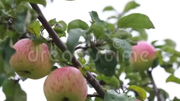收获苹果挂在苹果树树枝上的苹果视频的预览图