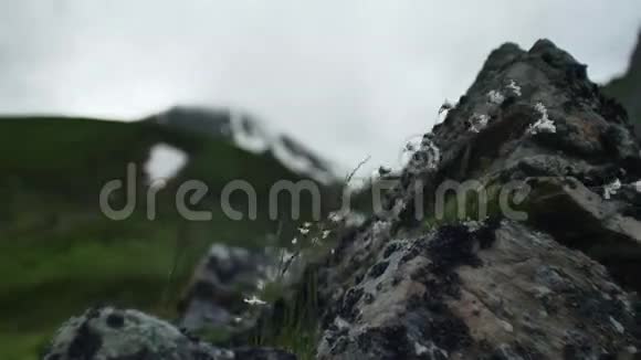 高高的山花在石头上视频的预览图