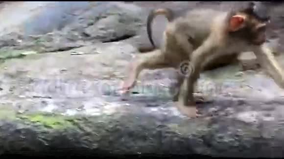 小猕猴的乐趣视频的预览图