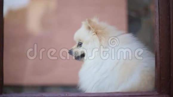 窗户里的小毛狗视频的预览图