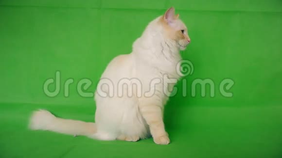 拉格娃娃是一只又白又蓬松的猫绿色背景视频的预览图
