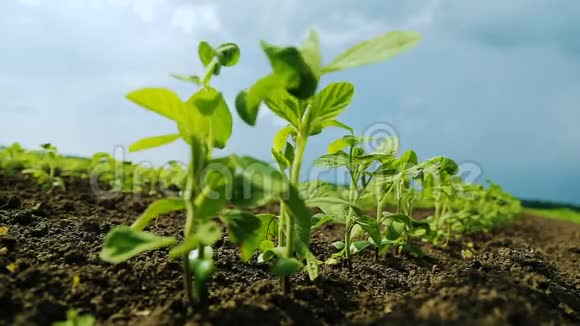 农业领域大豆幼芽视频的预览图