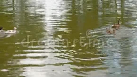 一只鸭子小鸭子漂浮在池塘里一只可爱的母鸭走着她的小鸭子视频的预览图