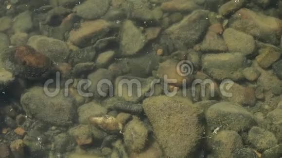 河底是透过水看到的小鱼在小溪的浅溪里游泳视频的预览图
