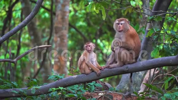 雨林中的猴子坐在树枝上视频的预览图
