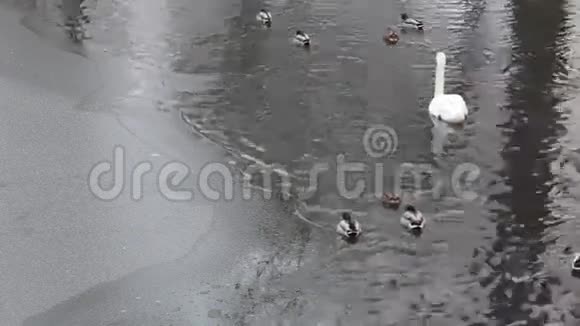白天鹅和鸭子视频的预览图