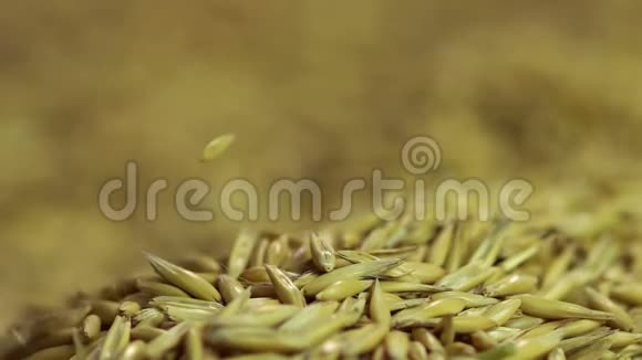 燕麦种子成堆优质粮食农业生态食品视频的预览图