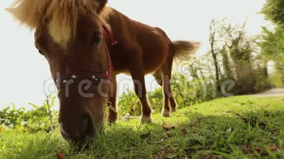 棕色小马在镜头后面吃草小马在吃草特写镜头视频的预览图