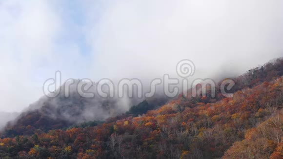 雾动秋山景观视频的预览图