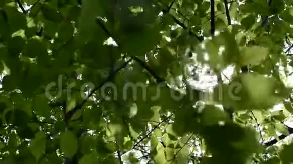 树枝上的太阳视频的预览图