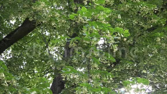 老林登树枝上开着花随风倾斜4K视频的预览图