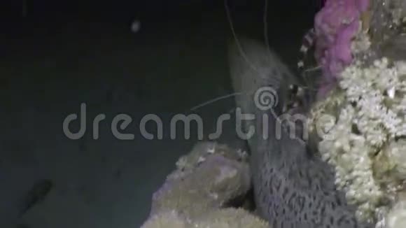 在红海寻找食物的危险海尾视频的预览图
