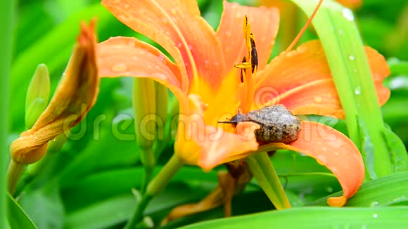 蜗牛沿着橙色的白天爬行视频的预览图