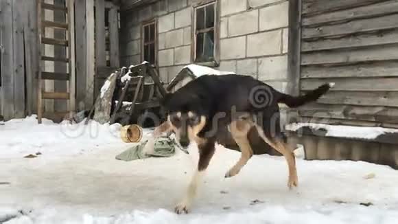 冬天狗在链子上视频的预览图