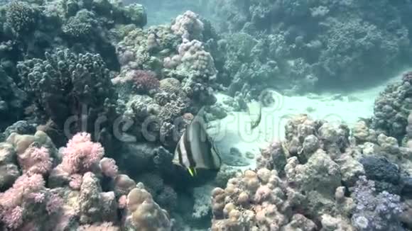 红海长鳍视频的预览图