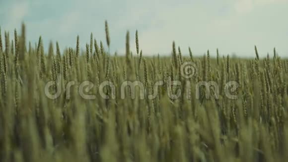 近距离观看未成熟的绿色麦穗在轻风下移动大自然之美春天的时光纯纯视频的预览图