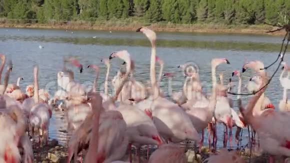 一群粉红色的火烈鸟在水边的岸边视频的预览图