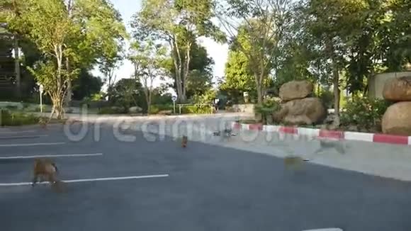 一群猴子在停车场的大佛像附近玩耍和娱乐高清泰国普吉岛视频的预览图
