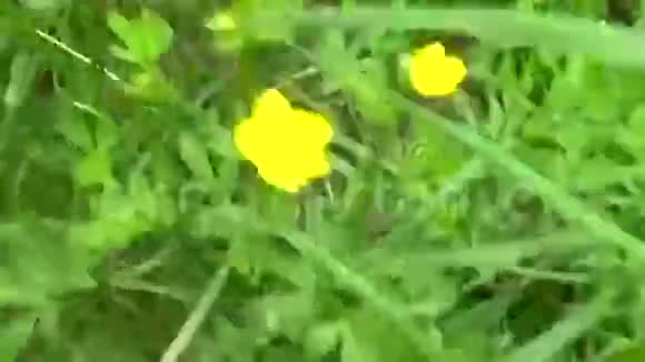 美丽的田野草绿色植物夏季草甸运动主观相机使用安定视频的预览图