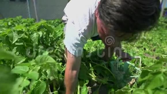 花园里满是蔬菜的中年人视频的预览图