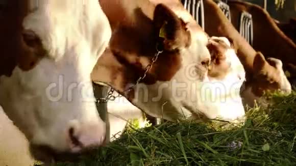 奶牛在吃视频的预览图