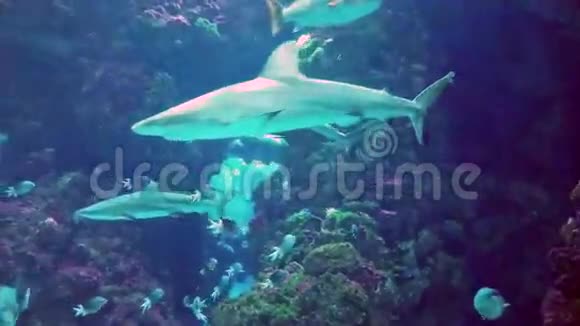水族馆里美丽的鲨鱼视频的预览图