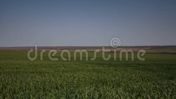 风在草原一望无际的田野里摇动着麦芽的绿茎视频的预览图