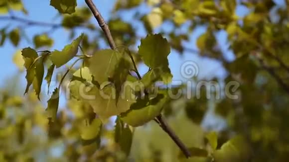 清新的白杨树叶子在春天的风中颤动着蓝天的背景小杨颤栗关闭静态摄像机的录像视频的预览图
