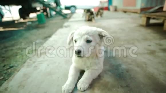 白色的小不破的狗视频的预览图
