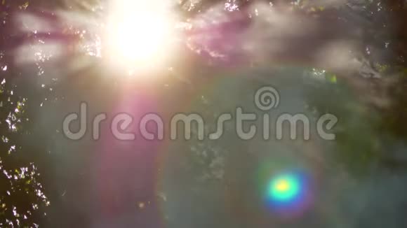 白烟升起在树林里开火户外娱乐活动夏日时光树的绿叶背景在4K视频的预览图