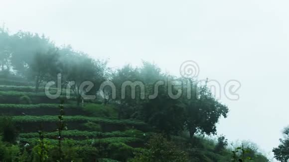 山坡上绿树成荫薄雾掠过山脊登顶射击视频的预览图