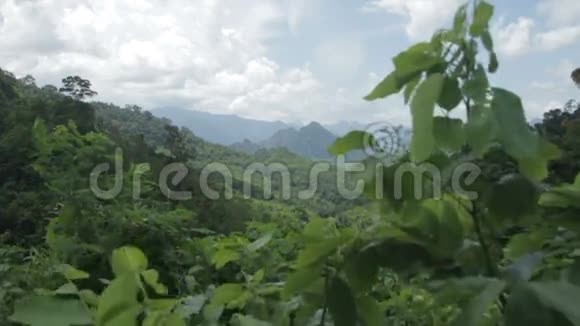 晴天的热带森林视频的预览图