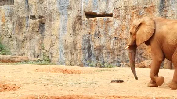 非洲大象走路视频的预览图