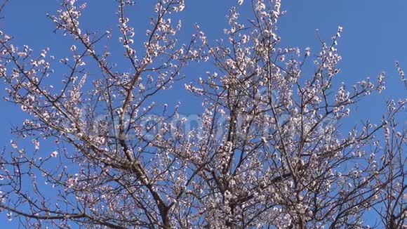 全景春天美丽盛开的杏树在花园里视频的预览图