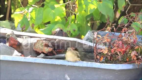 松鸟在外面洗澡视频的预览图