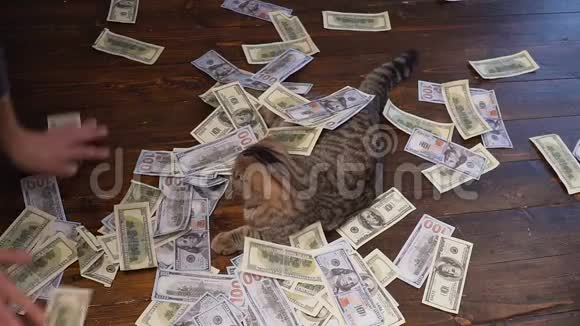 意外的财富很多钱都落在猫身上视频的预览图
