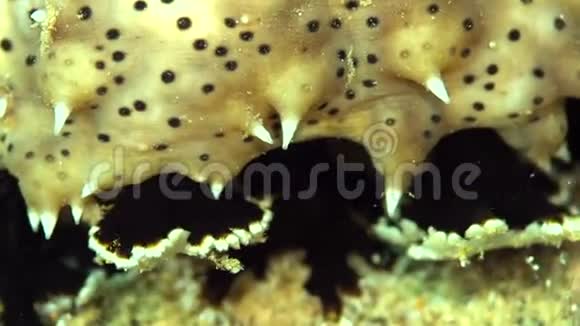 夜晚的黑嘴海黄瓜视频的预览图