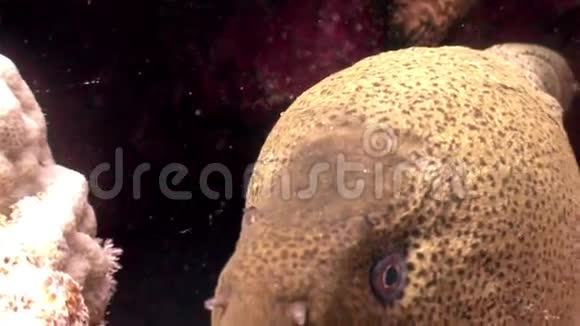 红海海底海底海底背景海洋景观的牙齿视频的预览图