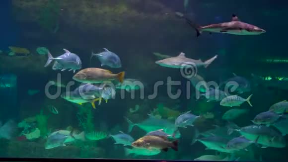 家庭参观海洋馆带着热带鱼的大型水族馆视频的预览图