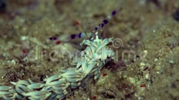 图案为godivagodivasp苏丹红海珊瑚视频的预览图