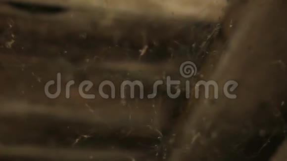 蛛网覆盖天花板视频的预览图