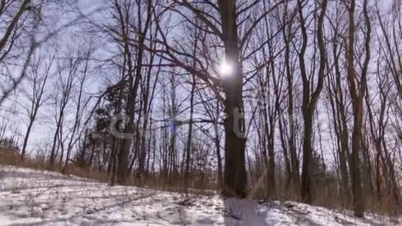 星星搅动的树视频的预览图