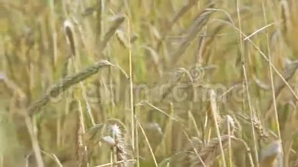 夏日田野上的黑麦茎视频的预览图